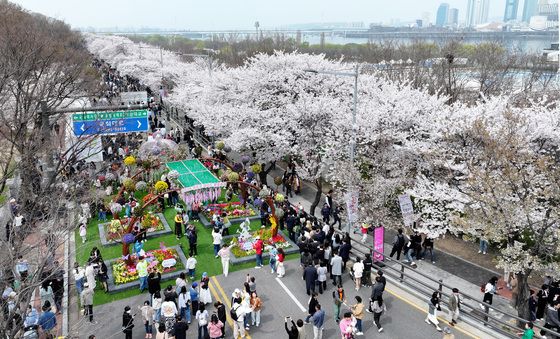여의도 봄꽃 축제, 개막부터 인산인해