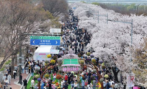 '벚꽃 반, 사람 반'