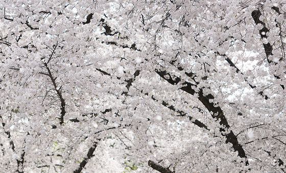 봄바람에 휘날리는 벚꽃