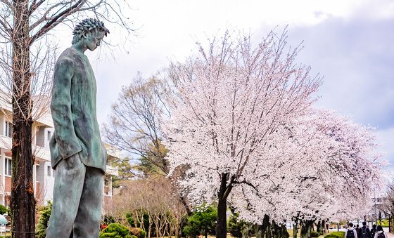 '벚꽃 명소' 영남대 경산캠퍼스