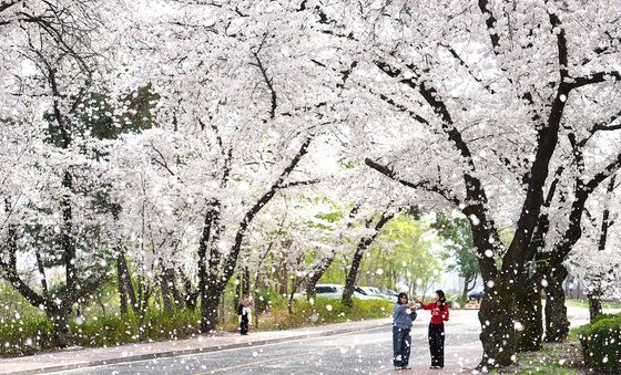 꽃비 내리는 영남대 경산캠퍼스