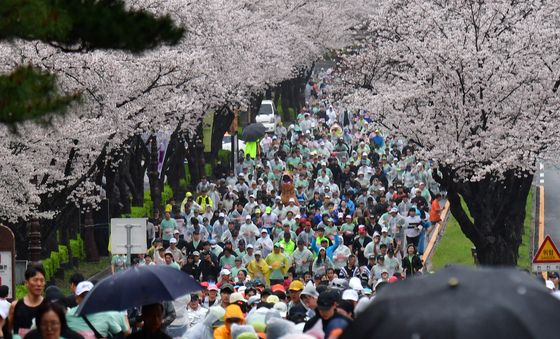 마라토너 반기는 보문단지 벚꽃