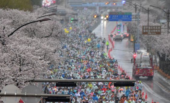 끝이 보이지 않는 벚꽃마라톤 열기