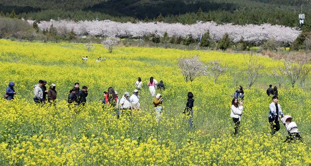 제43회 서귀포유채꽃축제