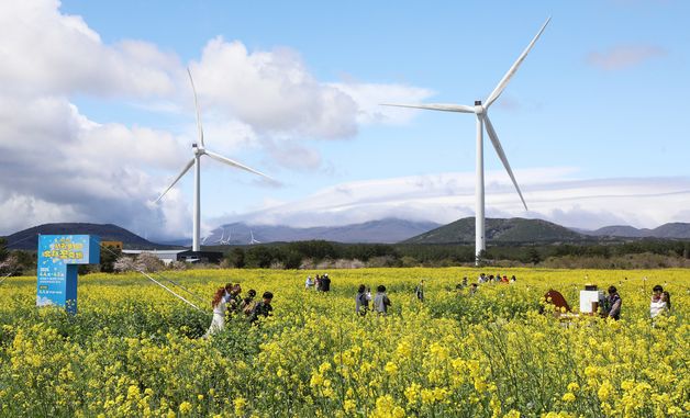 '그림 같은 유채꽃밭'