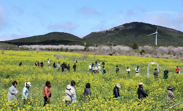 제43회 서귀포유채꽃축제