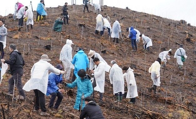 안동 산불피해지 나무심기