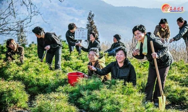 북한, 북창군·덕천시 일대 산림복구 작업…"아카시아나무 숲 조성"