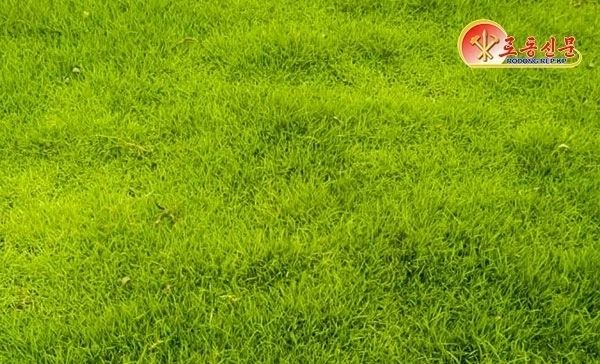 북한, 잔디 품종 선전…"평양5'호, 잡초 억제력 강해"