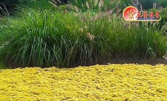 北 "돈꽃꼬리풀 '노란색'…추위와 고온에 강하다" 선전