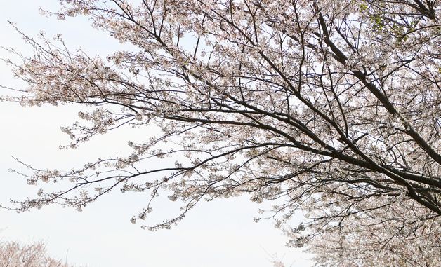 벚꽃·유채꽃으로 화려한 제주