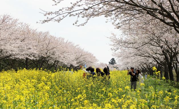 벚꽃·유채꽃으로 화려한 제주
