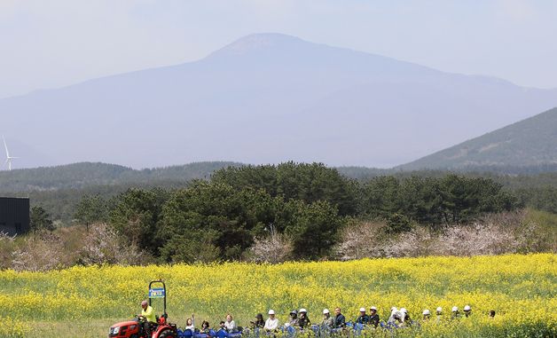 한라산 앞 유채꽃 광장