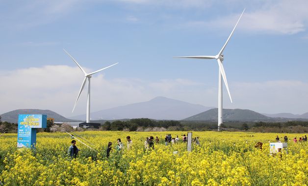 한라산 앞 유채꽃 광장