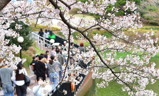 막바지 벚꽃 나들이