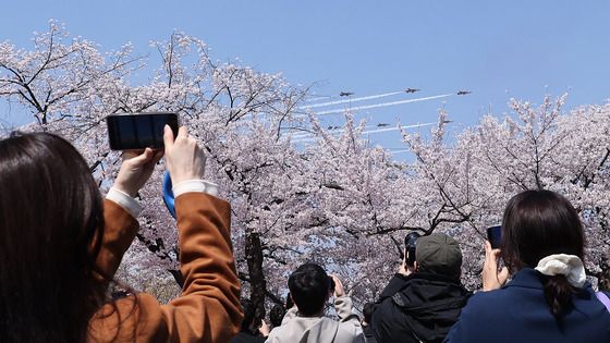벚꽃 위로 비행하는 블랙이글스