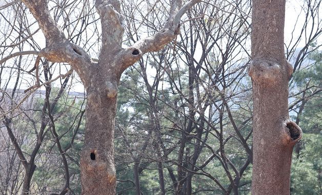 환경단체, 식목일 맞아 나무보호 캠페인