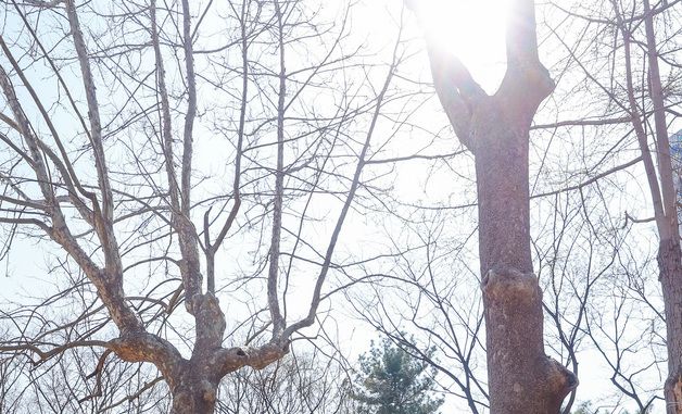 환경단체, 경희궁 나무 보호 캠페인