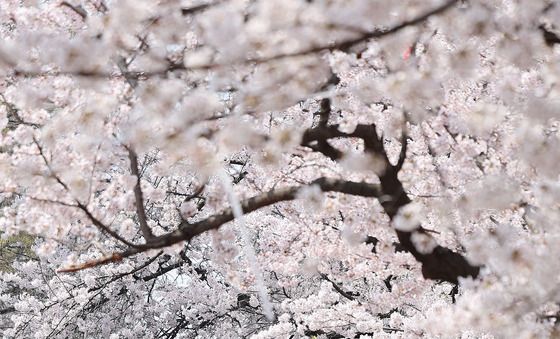 북적이는 여의도 윤중로