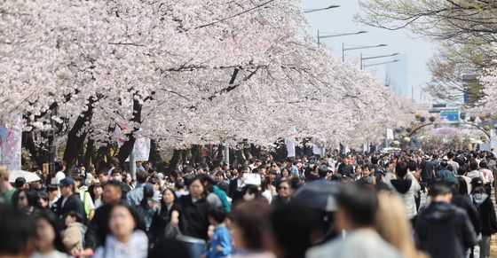 주말 봄꽃 절정