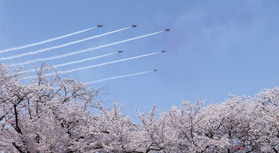 벚꽃 그리고 블랙이글스