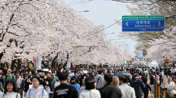 벚꽃 만개한 윤중로
