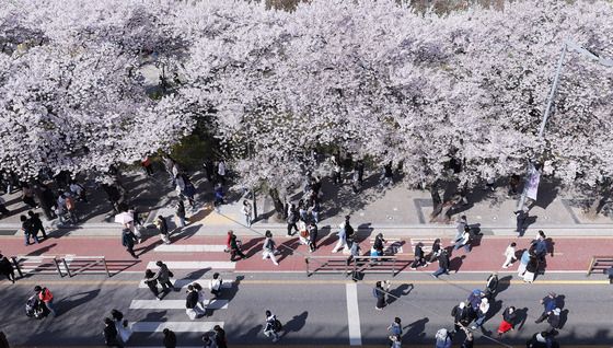 벚꽃 만개한 윤중로