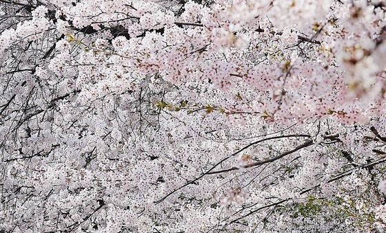 봄꽃축제 찾은 시민들