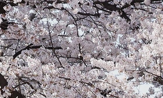 목말 타고 즐기는 벚꽃놀이