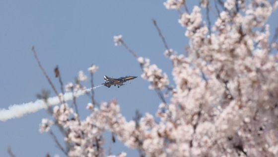 벚꽃과 블랙이글스