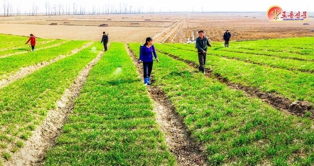 北 벽성군 서원농장 "작물 비배관리 책임적으로 진행"