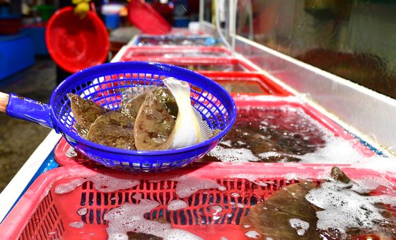 제철 맞이한 도다리