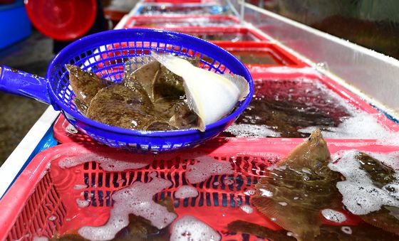 도다리 '살아있네'