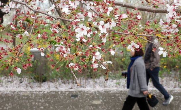 '다가오는 벚꽃 엔딩'