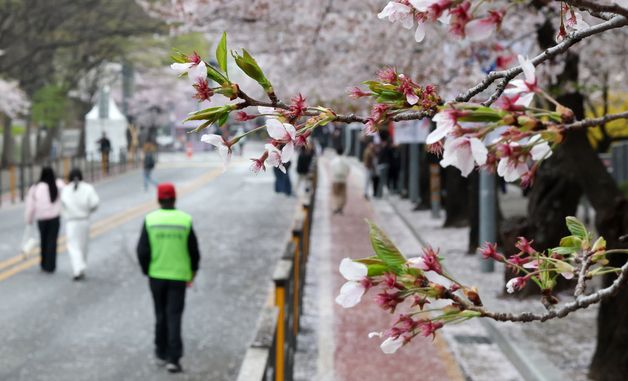 다가오는 벚꽃 엔딩