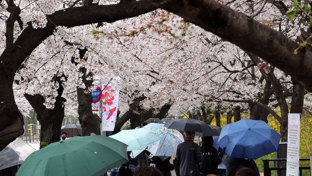 봄비 내리는 윤중로
