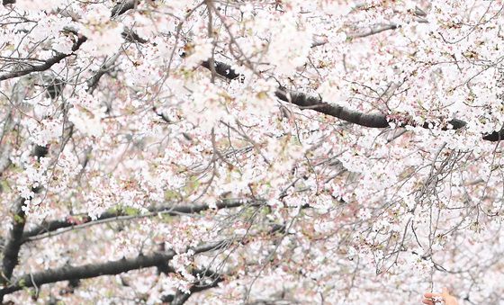 이제 곧 '벚꽃 엔딩'