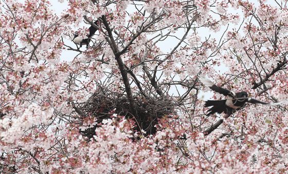 벚꽃 둥지
