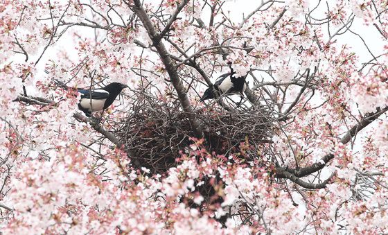 까치부부 벚나무에 '내 집 마련'