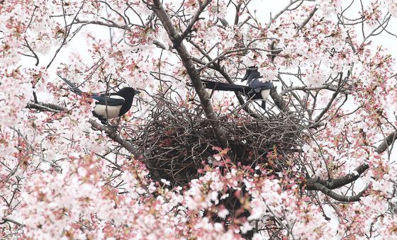 '벚꽃 하우스' 어때요?