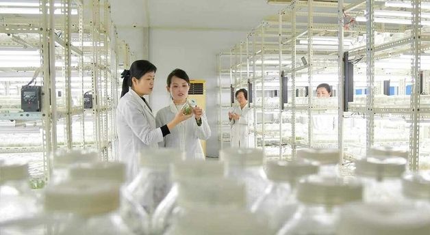 北 국가과학원 생물공학분원 "경제 효과 좋은 품종 연구 심화"