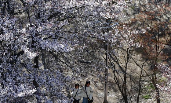 벚꽃잎이 반기는 아침
