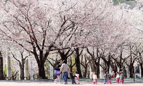 벚꽃길 따라 봄소풍