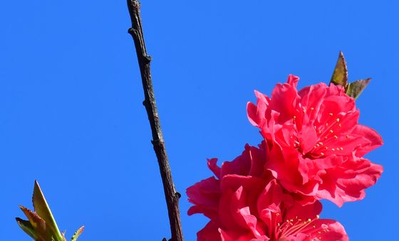 꽃복숭아 꽃이 피었습니다