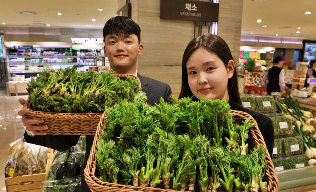 롯데百, '순창 햇 참두릅' 판매