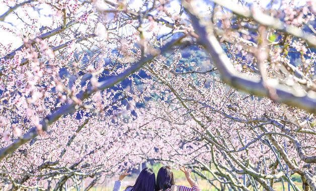 청도 복숭아밭 분홍빛 봄의 향연