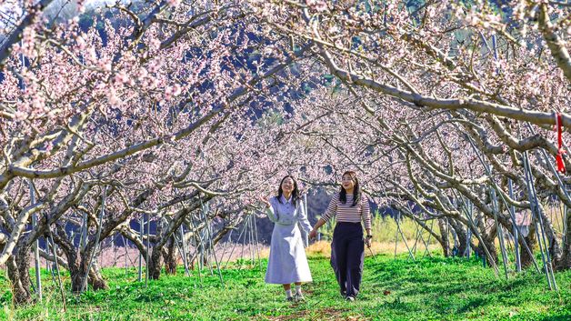 청도 복숭아밭 분홍빛 복사꽃 물결