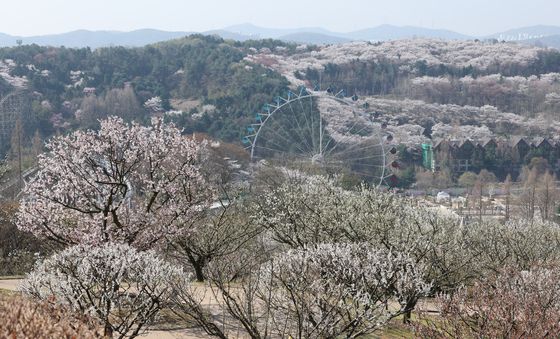 분홍빛 물든 에버랜드
