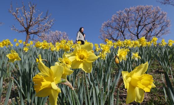 수선화꽃 사이에서