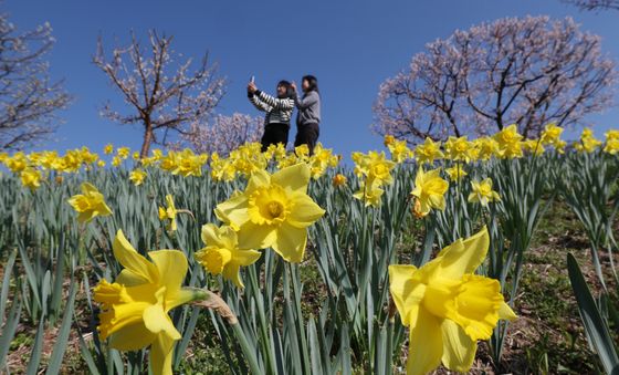 수선화꽃 사이에서